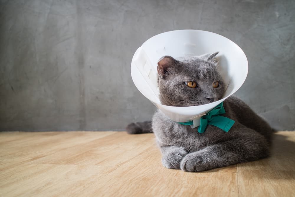 Katze mit Kragen