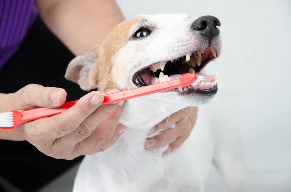 Hund bekommt die Zähne geputzt
