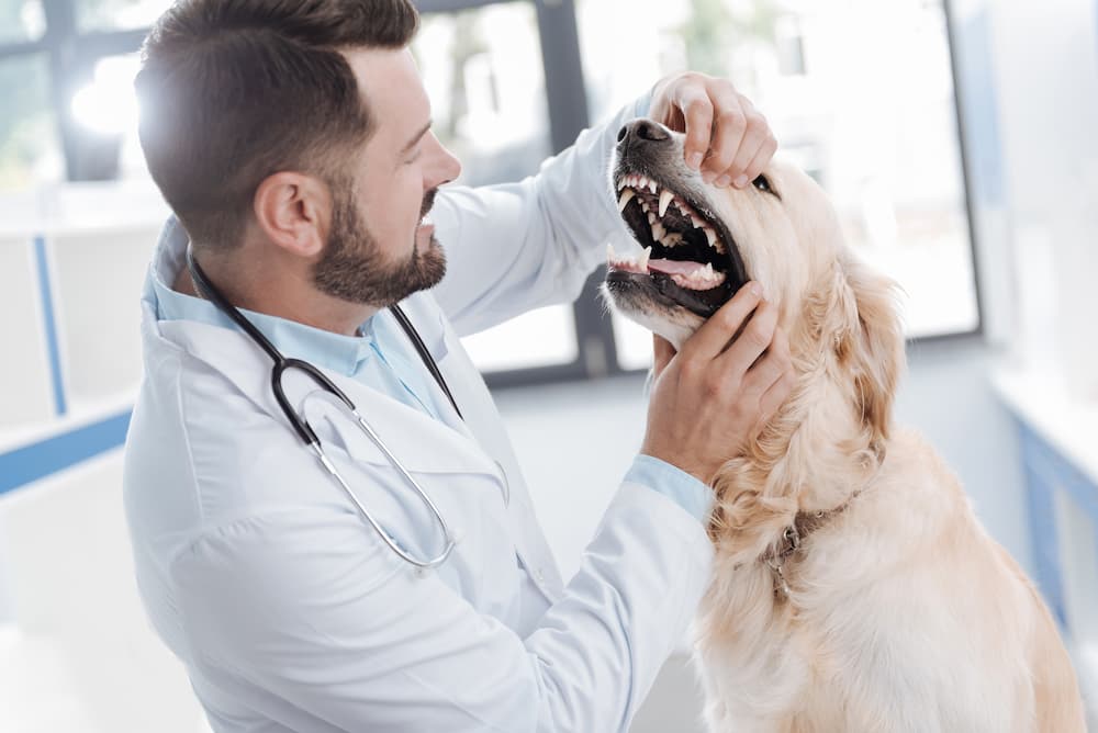 Hund werden die Zähne untersucht
