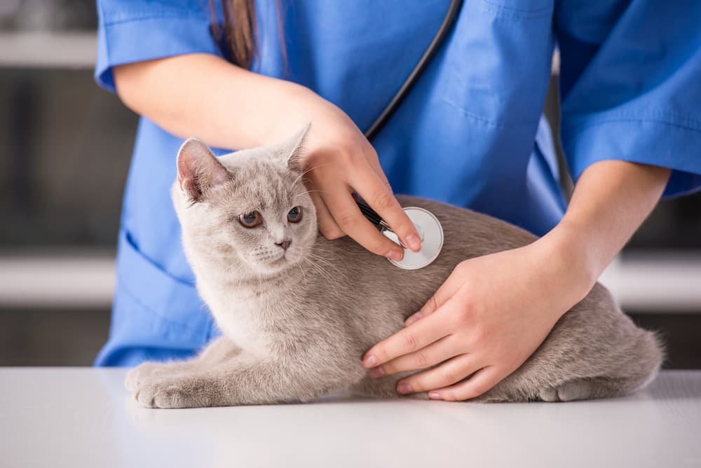 Katze wird untersucht